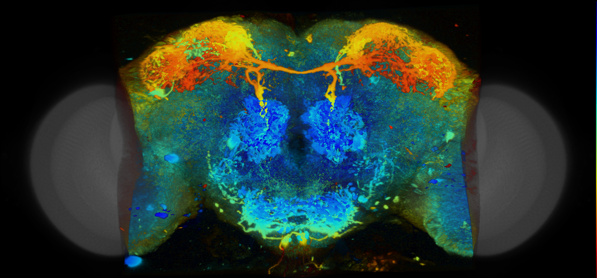 P{VT017862-GAL4} expression pattern