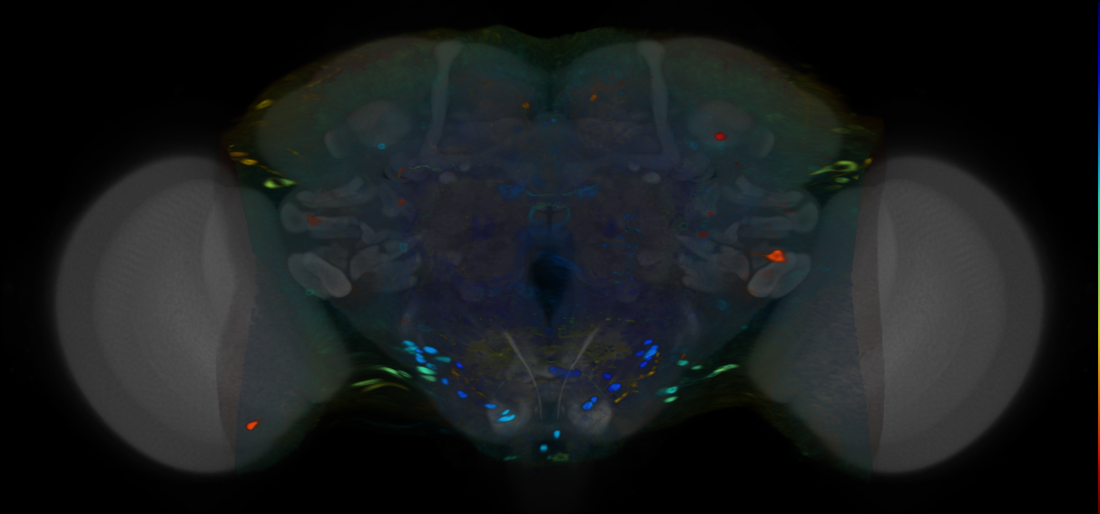 P{VT017925-GAL4} expression pattern