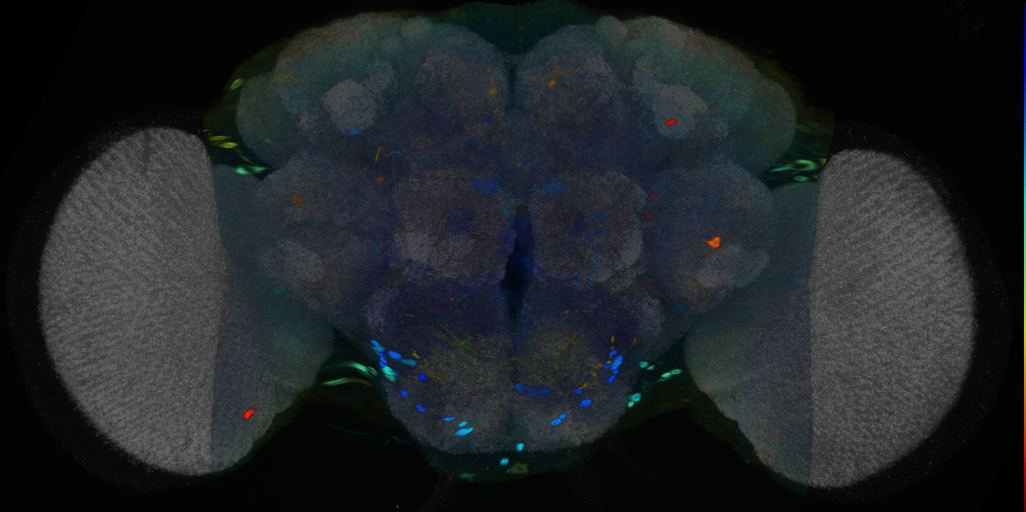 P{VT017925-GAL4} expression pattern