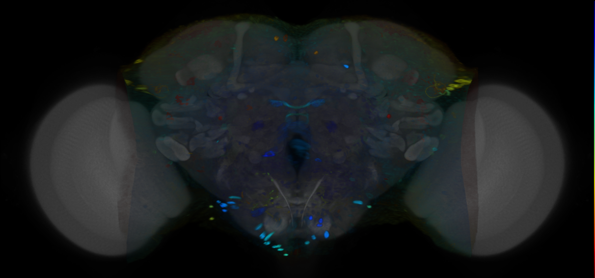 P{VT017925-GAL4} expression pattern