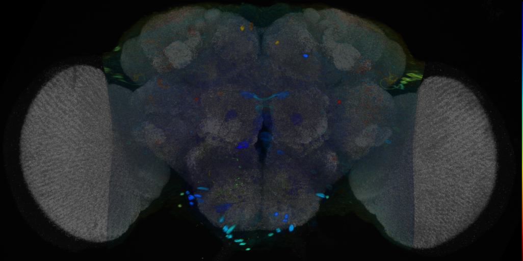P{VT017925-GAL4} expression pattern