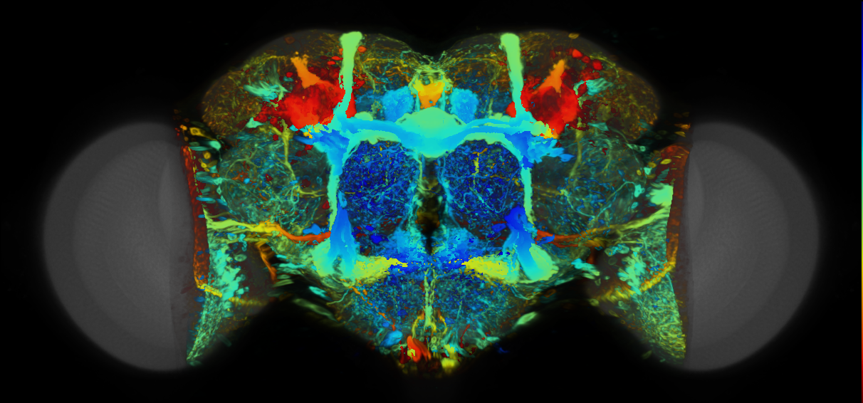 P{VT017930-GAL4} expression pattern