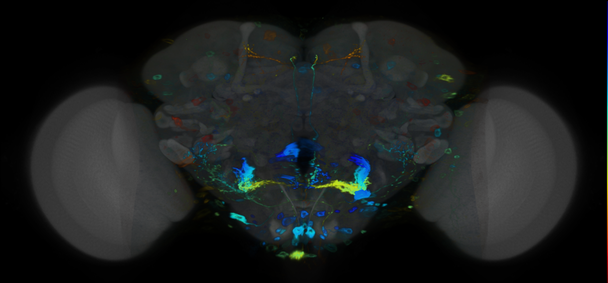 P{VT018316-GAL4} expression pattern