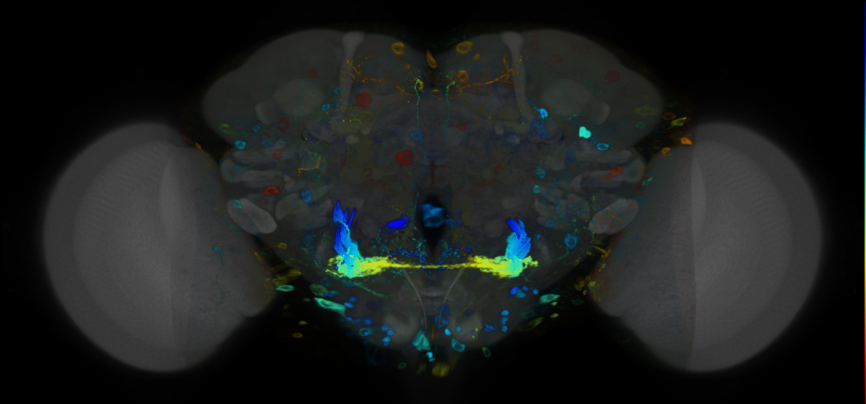 P{VT018316-GAL4} expression pattern