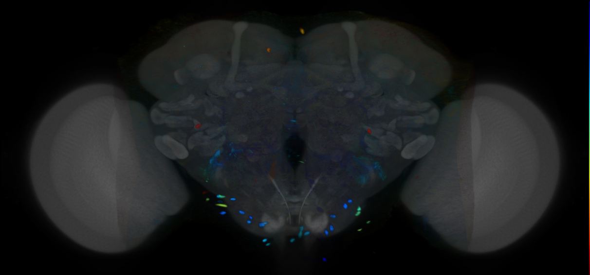 P{VT018420-GAL4} expression pattern