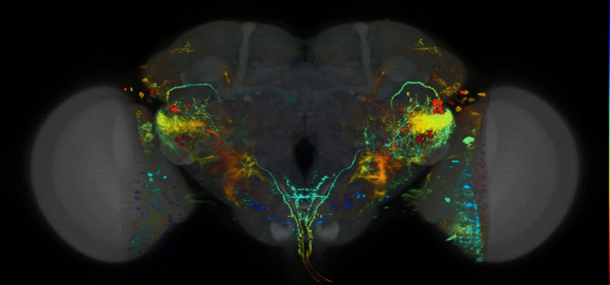 P{VT018453-GAL4} expression pattern