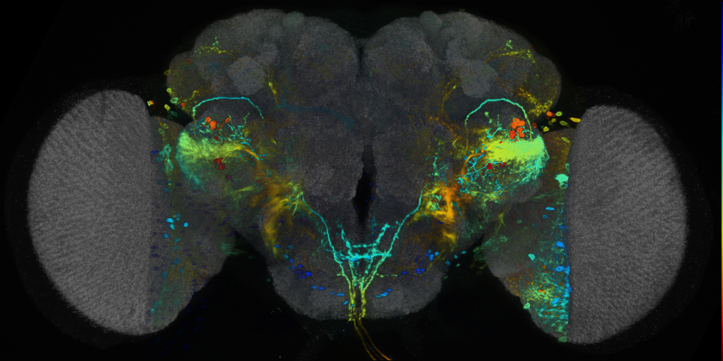 P{VT018453-GAL4} expression pattern