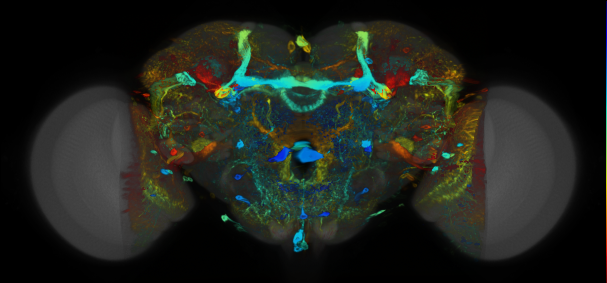 P{VT018469-GAL4} expression pattern