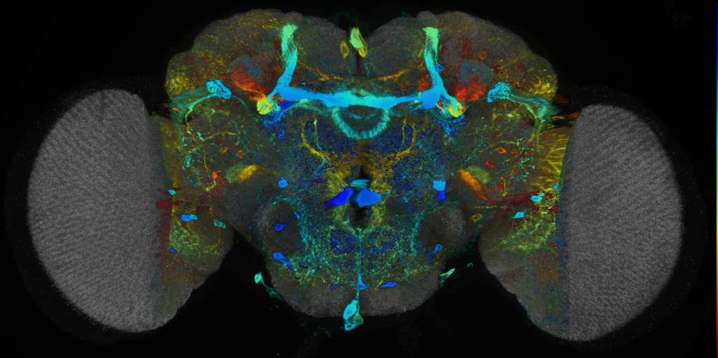 P{VT018469-GAL4} expression pattern