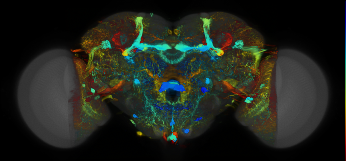 P{VT018469-GAL4} expression pattern