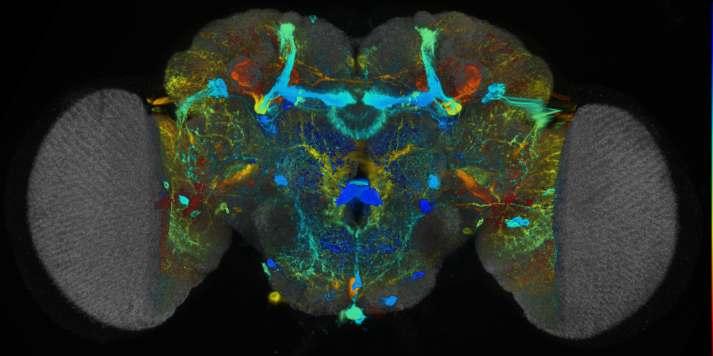 P{VT018469-GAL4} expression pattern