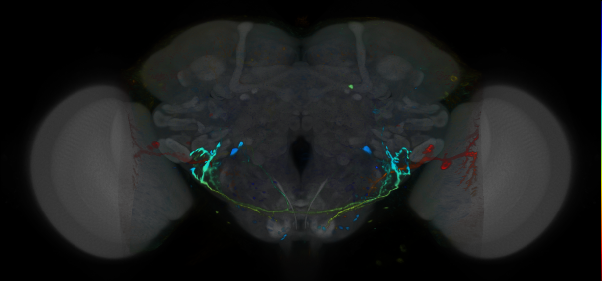 P{VT018473-GAL4} expression pattern