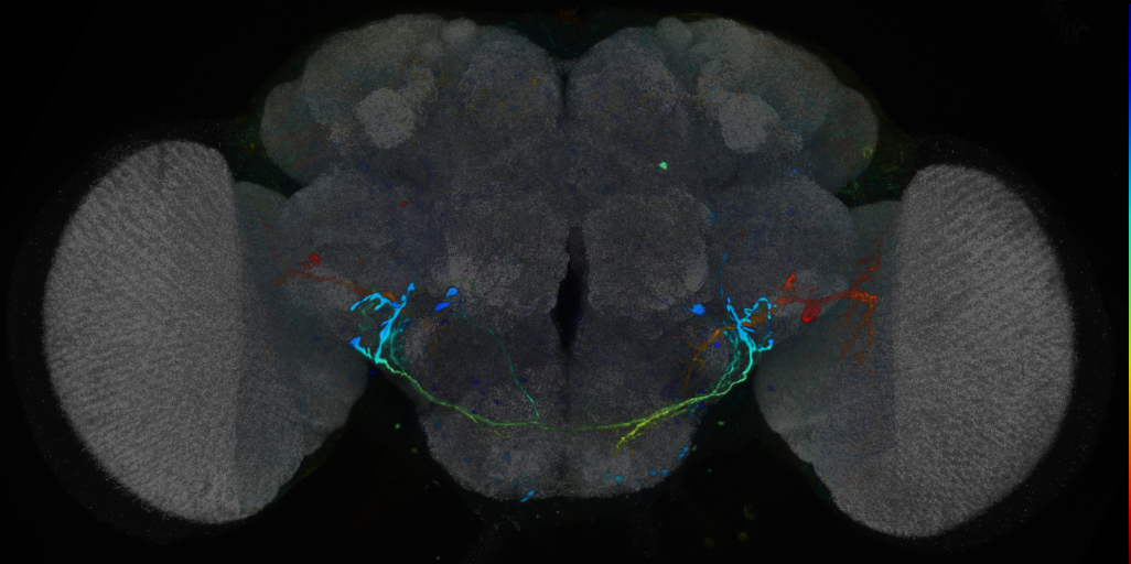 P{VT018473-GAL4} expression pattern