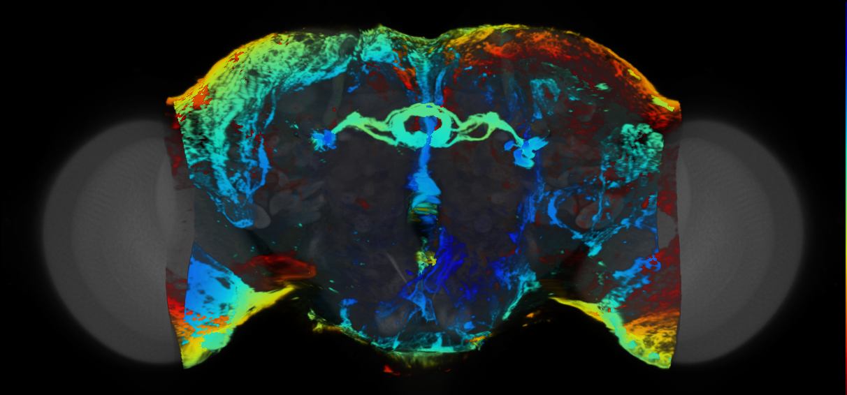 P{VT018776-GAL4} expression pattern