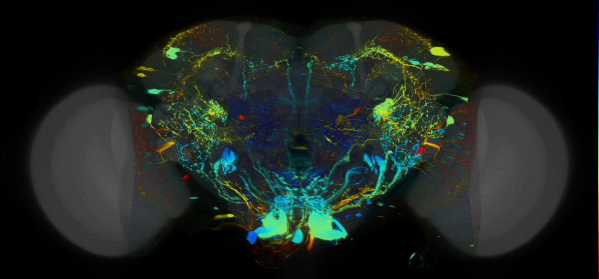 P{VT019022-GAL4} expression pattern