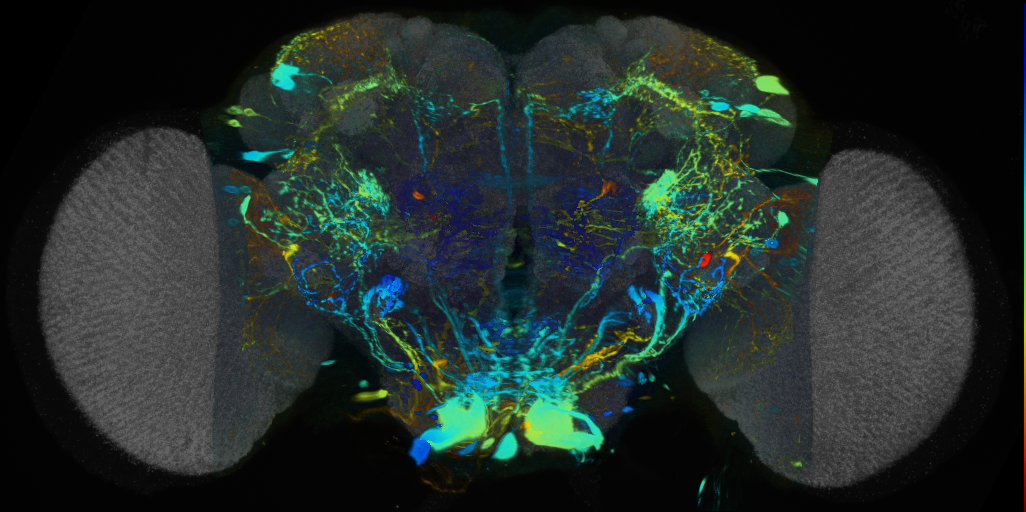 P{VT019022-GAL4} expression pattern