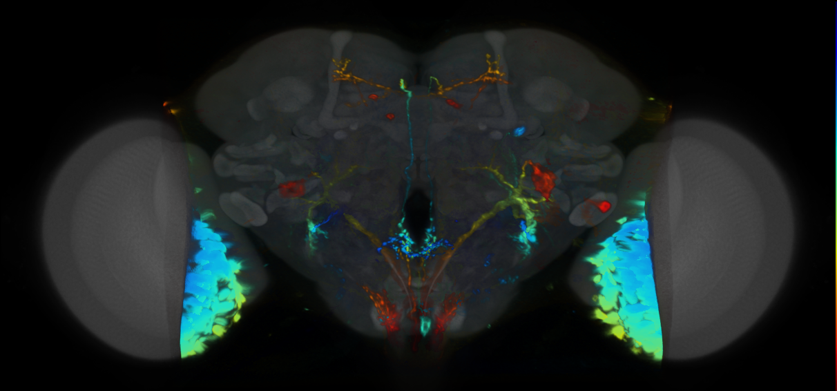 P{VT019077-GAL4} expression pattern
