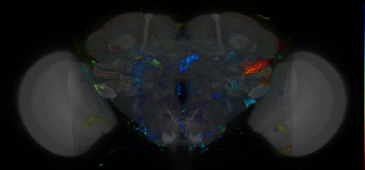P{VT019240-GAL4} expression pattern