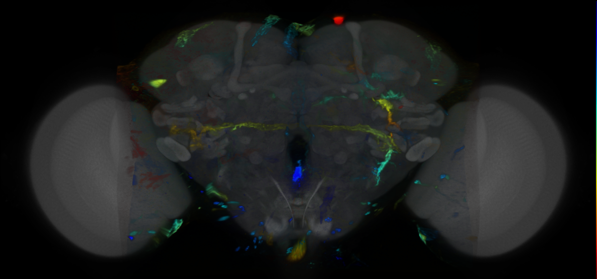 P{VT019240-GAL4} expression pattern