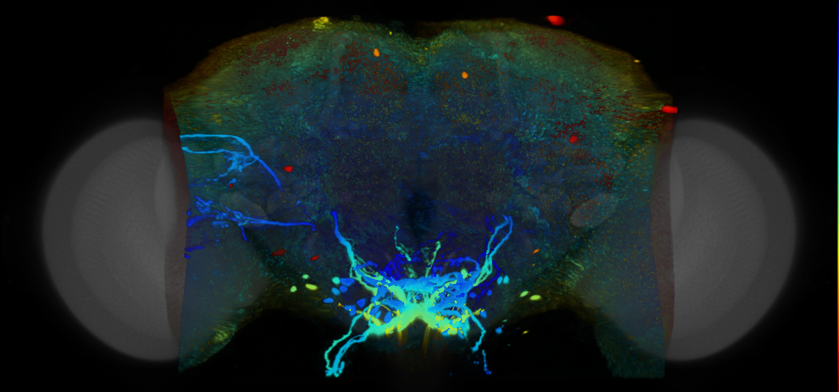 P{VT019241-GAL4} expression pattern