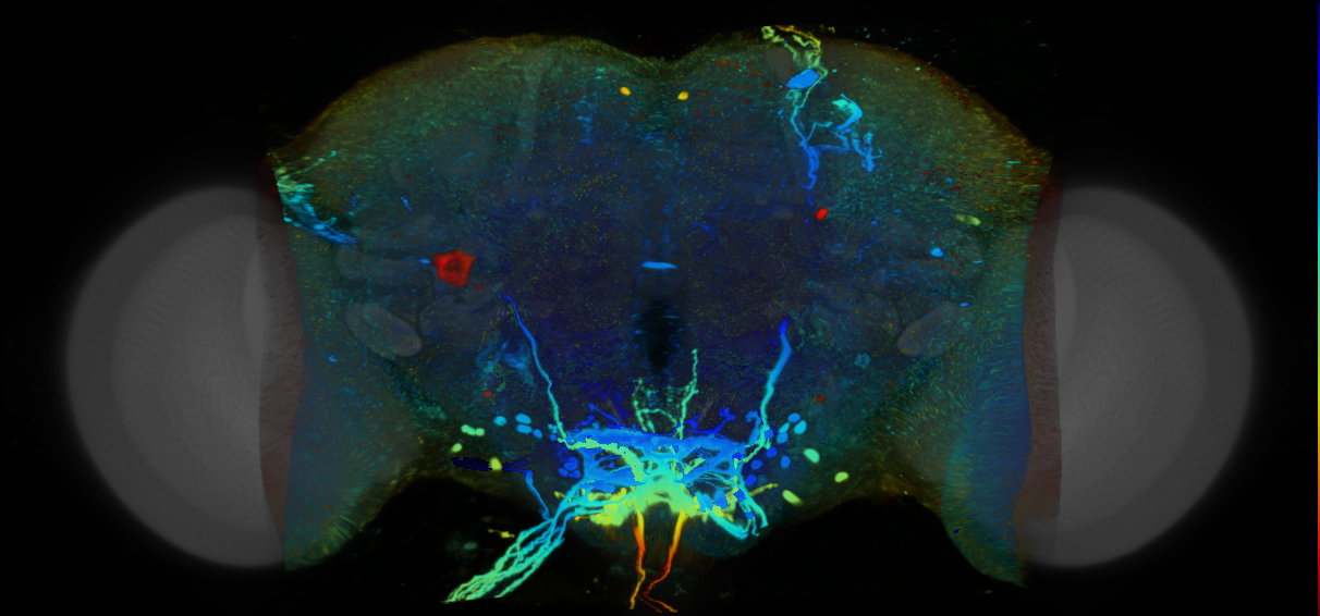 P{VT019241-GAL4} expression pattern
