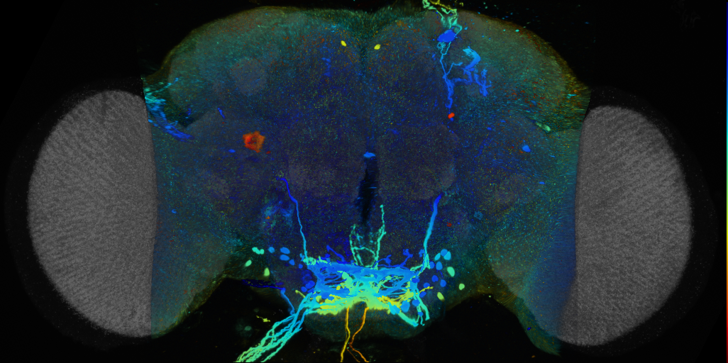 P{VT019241-GAL4} expression pattern