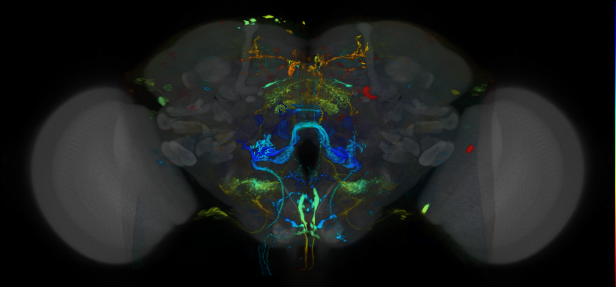 P{VT019292-GAL4} expression pattern