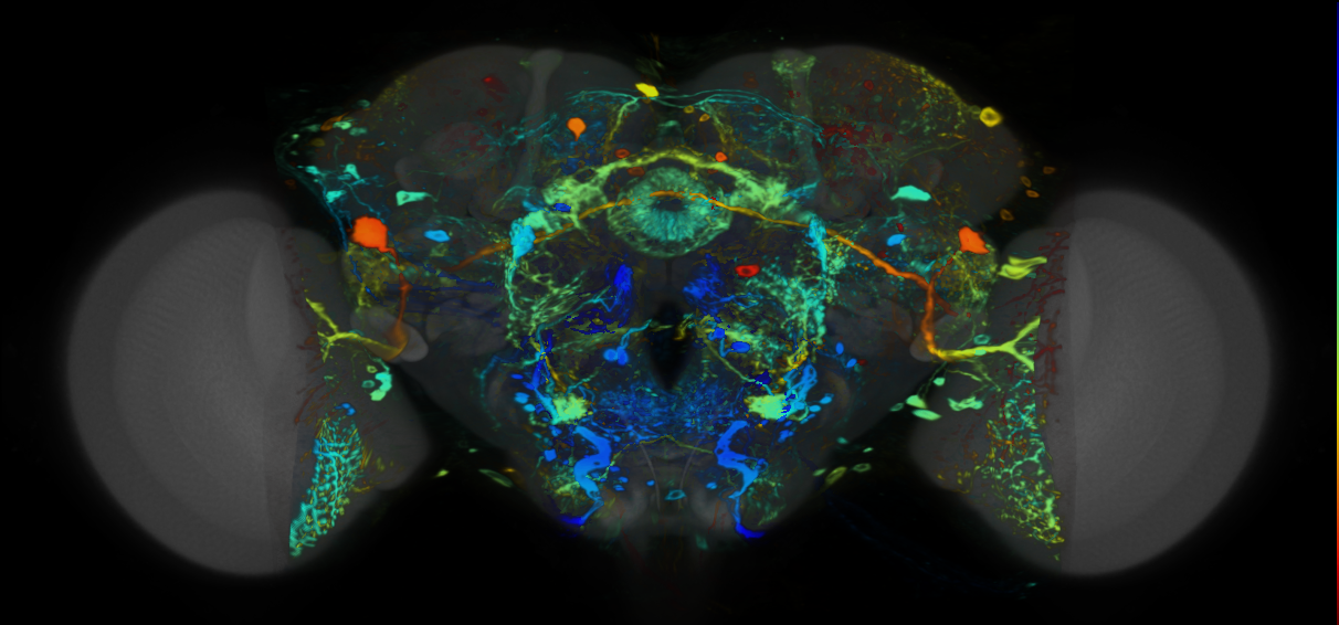 P{VT019303-GAL4} expression pattern