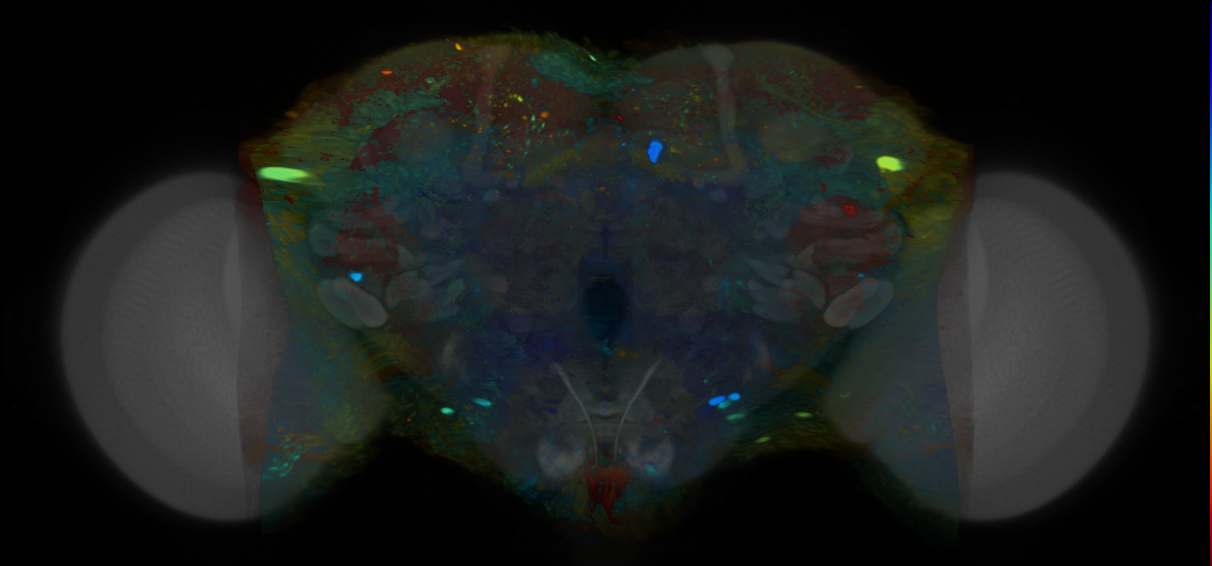 P{VT019311-GAL4} expression pattern