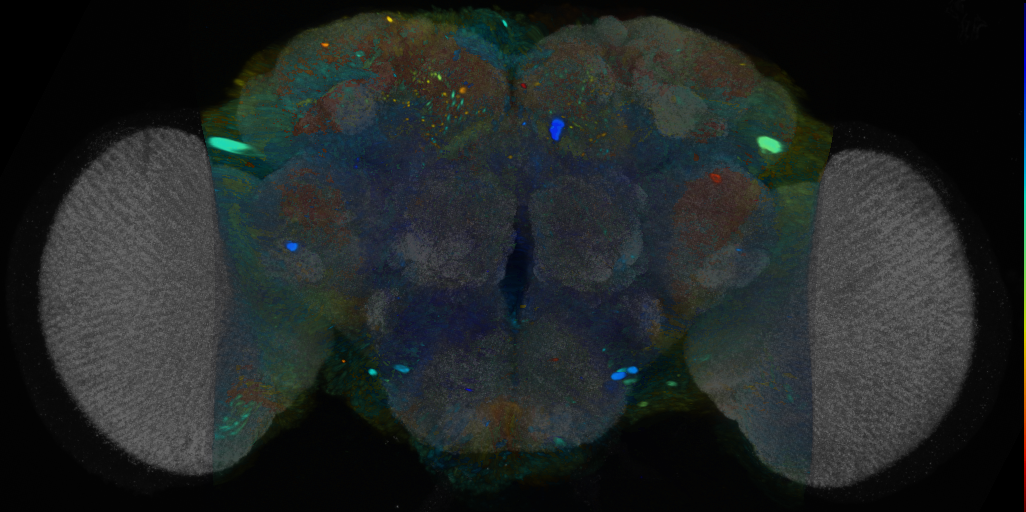 P{VT019311-GAL4} expression pattern