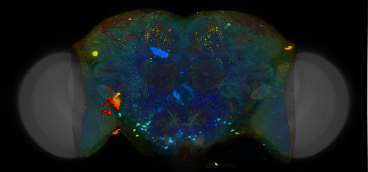 P{VT019311-GAL4} expression pattern
