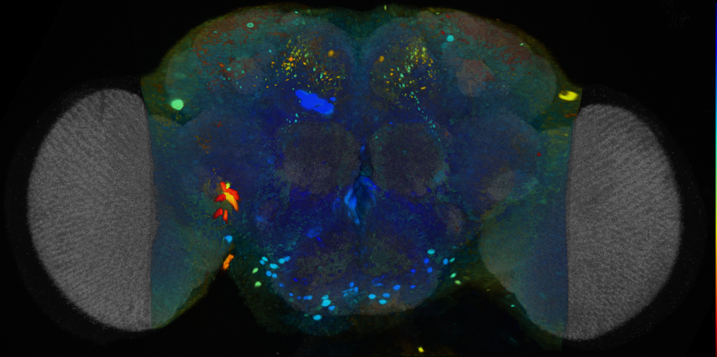 P{VT019311-GAL4} expression pattern
