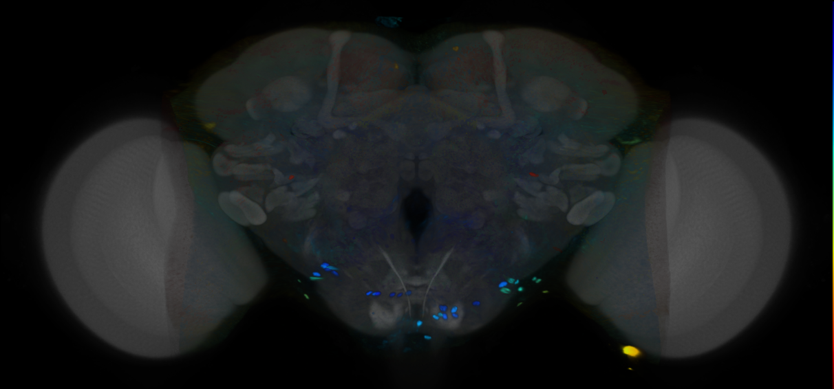 P{VT019316-GAL4} expression pattern