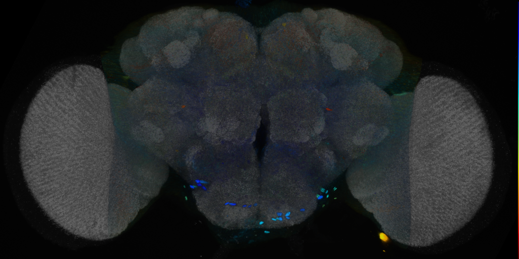 P{VT019316-GAL4} expression pattern