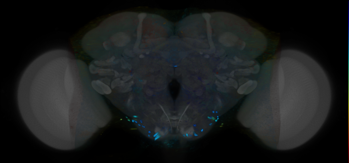 P{VT019316-GAL4} expression pattern