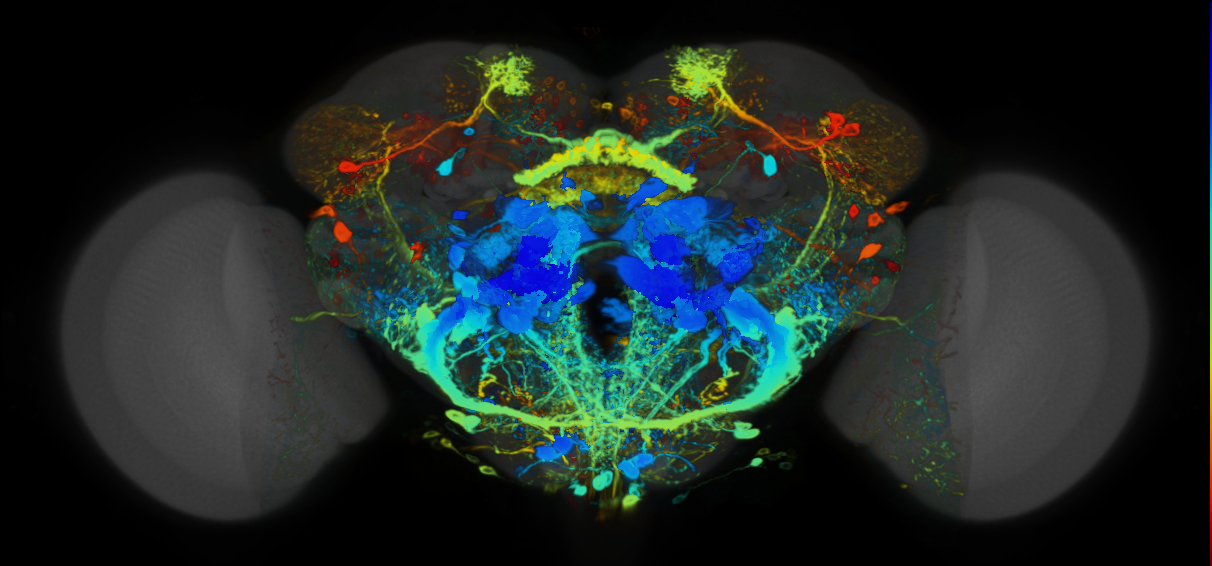 P{VT019317-GAL4} expression pattern
