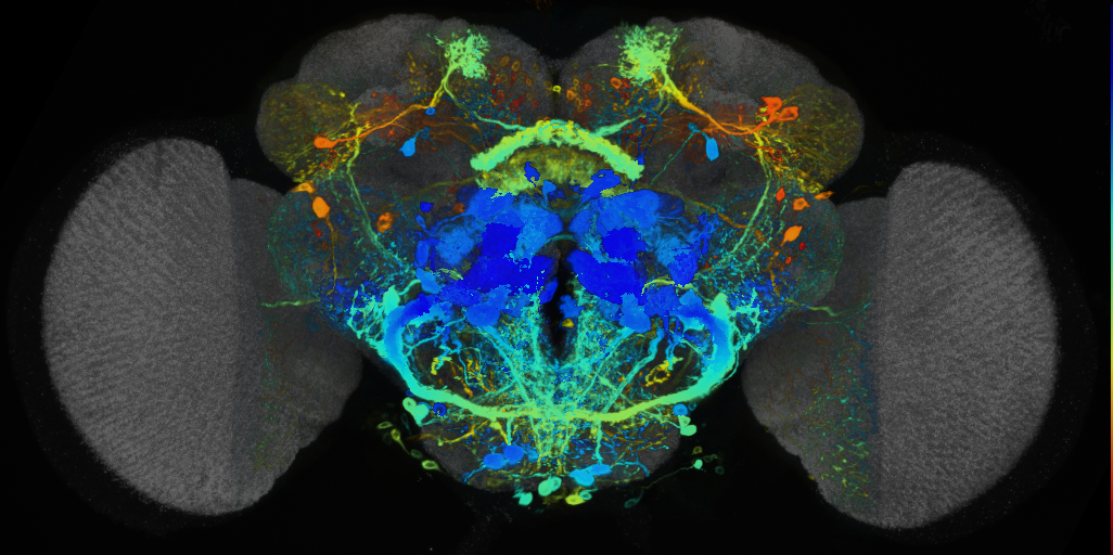 P{VT019317-GAL4} expression pattern