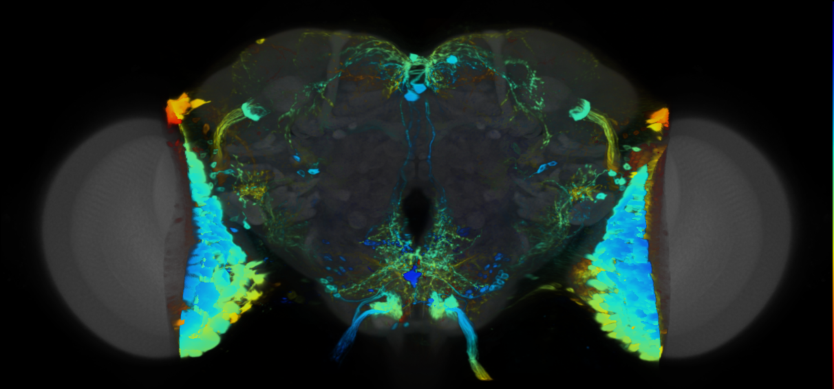 P{VT019330-GAL4} expression pattern