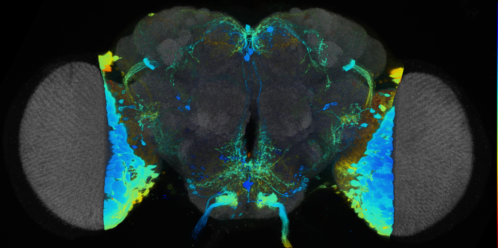 P{VT019330-GAL4} expression pattern