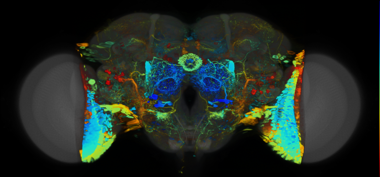 P{VT019332-GAL4} expression pattern