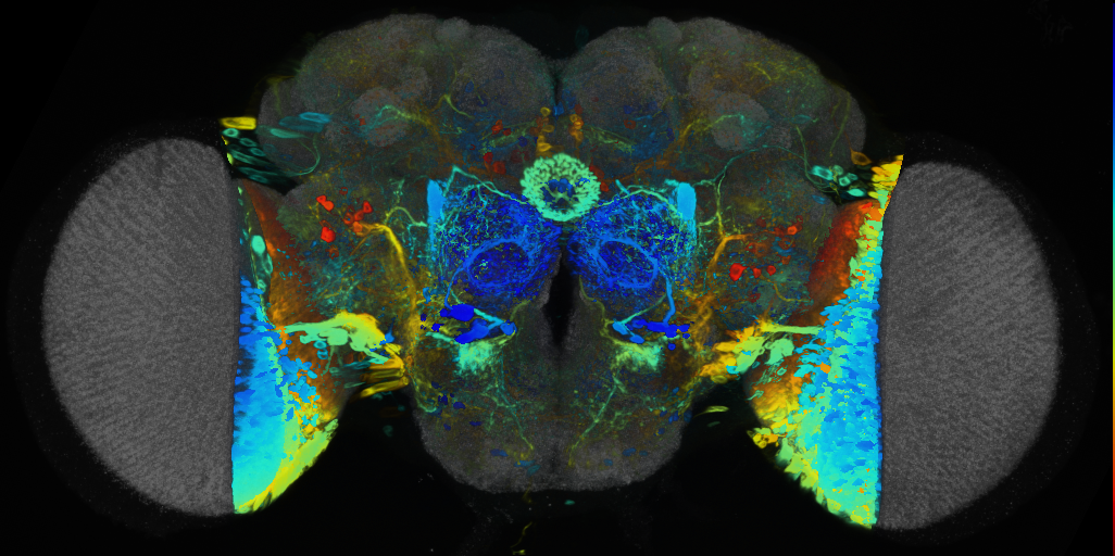 P{VT019332-GAL4} expression pattern