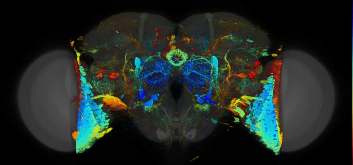 P{VT019332-GAL4} expression pattern