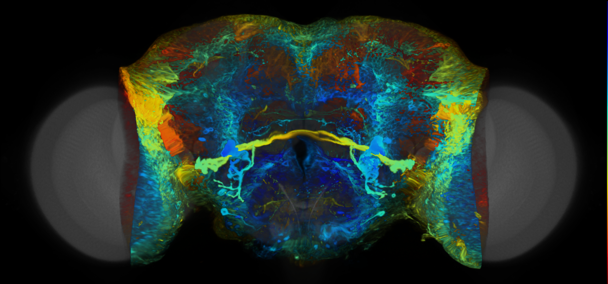 P{VT019341-GAL4} expression pattern