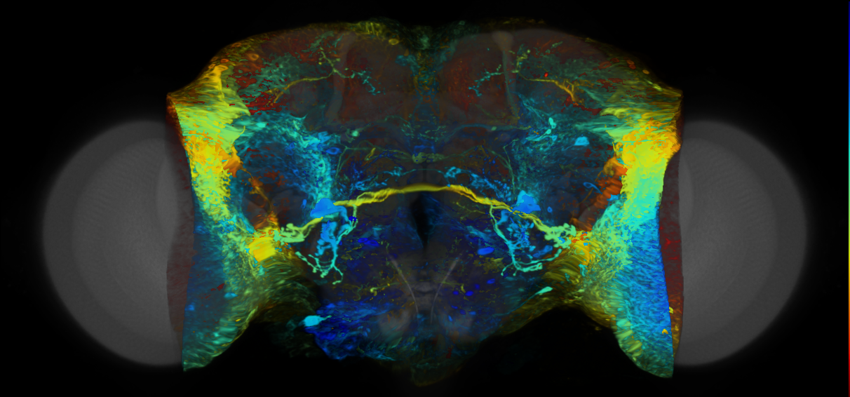 P{VT019341-GAL4} expression pattern