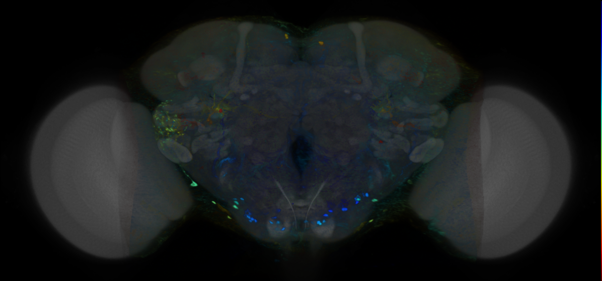 P{VT019348-GAL4} expression pattern