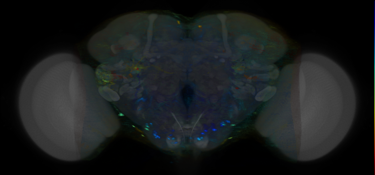 P{VT019348-GAL4} expression pattern