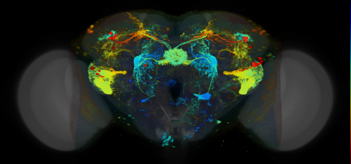 P{VT019398-GAL4} expression pattern