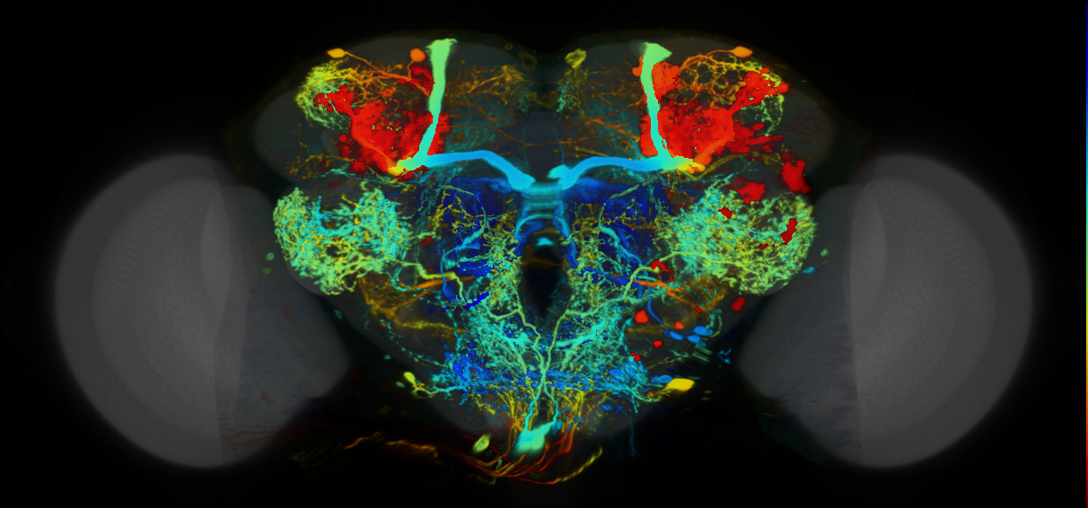 P{VT019422-GAL4} expression pattern