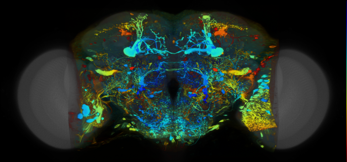 P{VT019433-GAL4} expression pattern