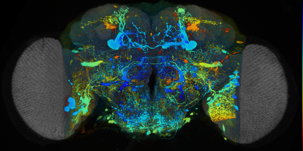 P{VT019433-GAL4} expression pattern